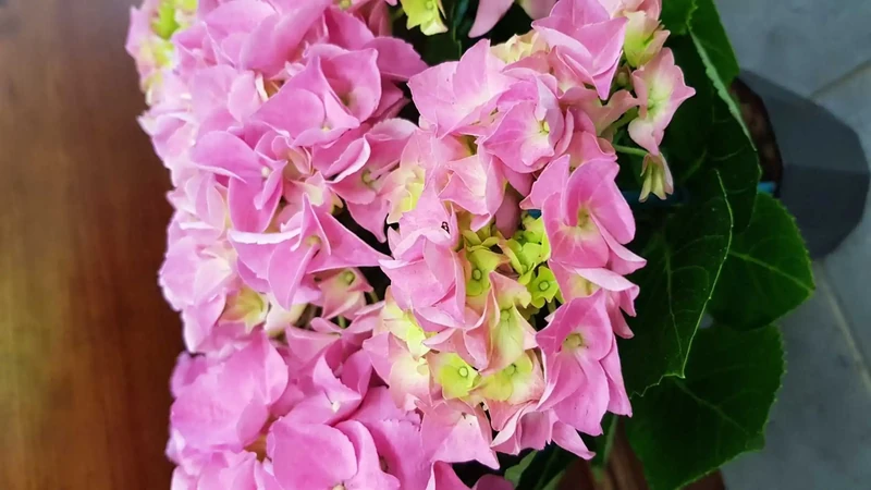 Hortensia