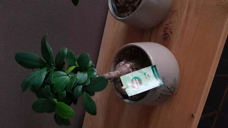 Ficus genseng